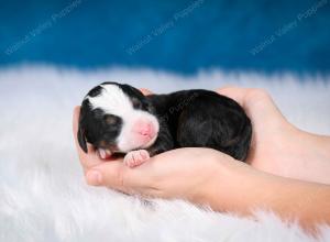 tri-colored male mini bernedoodle near Chicago Illinois