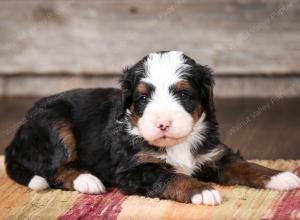 tri-colored male mini bernedoodle near Chicago Illinois