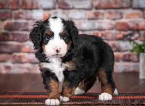 tri-colored male mini bernedoodle near Chicago Illinois