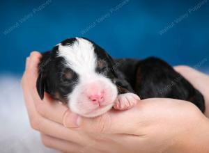 tri-colored male mini bernedoodle near Chicago Illinois