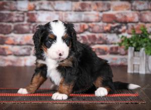 tri-colored male mini bernedoodle near Chicago Illinois