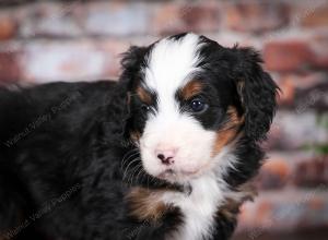 tri-colored male mini bernedoodle near Chicago Illinois