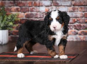 tri-colored male mini bernedoodle near Chicago Illinois