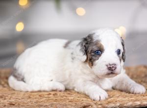 male tiny bernedoodle near St Louis Missouri