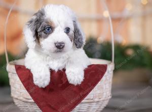 male tiny bernedoodle near St Louis Missouri