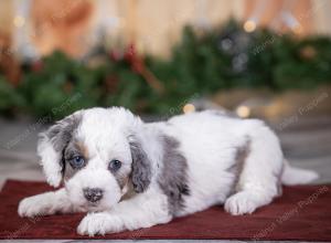 male tiny bernedoodle near St Louis Missouri