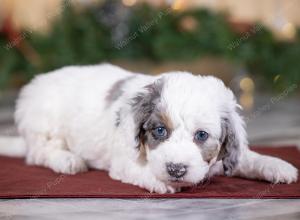 male tiny bernedoodle near St Louis Missouri