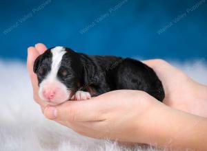 tri-colored female mini bernedoodle near Chicago Illinois