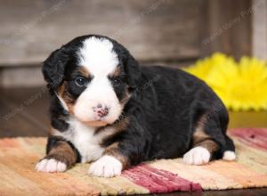 tri-colored female mini bernedoodle near Chicago Illinois