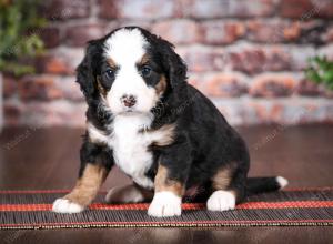 tri-colored female mini bernedoodle near Chicago Illinois