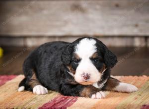 tri-colored female mini bernedoodle near Chicago Illinois