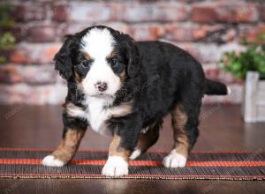 tri-colored female mini bernedoodle near Chicago Illinoistri-colored female mini bernedoodle near Chicago Illinois