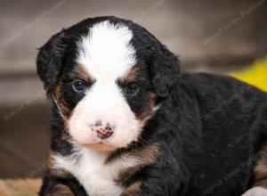 tri-colored female mini bernedoodle near Chicago Illinois