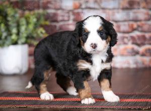 tri-colored female mini bernedoodle near Chicago Illinois