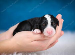 tri-colored female mini bernedoodle near Chicago Illinois