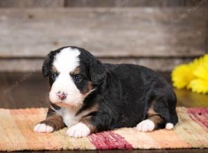 tri-colored female mini bernedoodle near Chicago Illinois