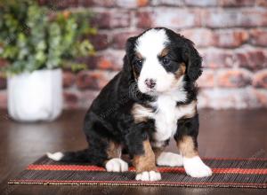 tri-colored female mini bernedoodle near Chicago Illinois