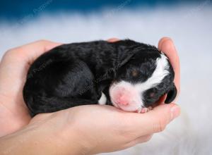 tri-colored female mini bernedoodle near Chicago Illinois