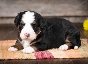 tri-colored female mini bernedoodle near Chicago Illinois