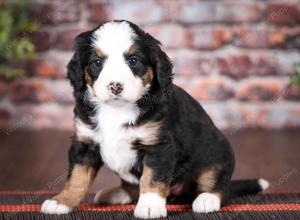 tri-colored female mini bernedoodle near Chicago Illinois