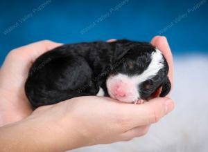 tri-colored female mini bernedoodle near Chicago Illinois