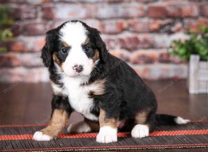 tri-colored female mini bernedoodle near Chicago Illinois