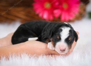 tri-colored male mini bernedoodle near Chicago Illinois