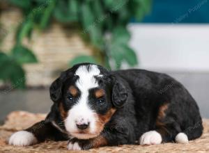 tri-colored male mini bernedoodle near Chicago Illinois