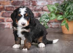 tri-colored male mini bernedoodle near Chicago Illinois