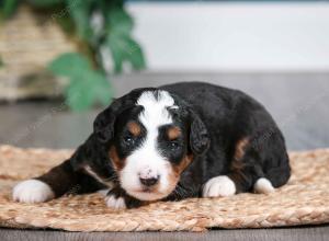 tri-colored male mini bernedoodle near Chicago Illinois