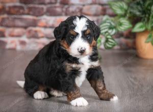 tri-colored male mini bernedoodle near Chicago Illinois