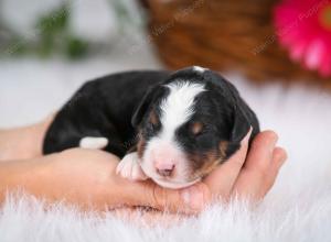 tri-colored male mini bernedoodle near Chicago Illinois