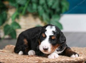 tri-colored male mini bernedoodle near Chicago Illinois