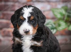 tri-colored male mini bernedoodle near Chicago Illinois