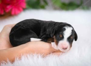 tri-colored male mini bernedoodle near Chicago Illinois