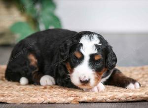 tri-colored male mini bernedoodle near Chicago Illinois