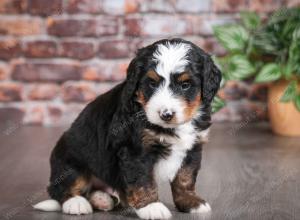 tri-colored male mini bernedoodle near Chicago Illinois