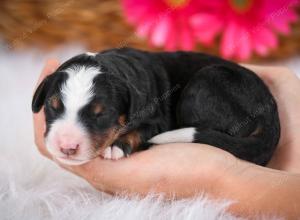 tri-colored male mini bernedoodle near Chicago Illinois