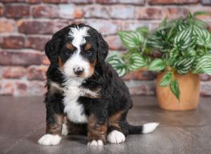 tri-colored male mini bernedoodle near Chicago Illinois