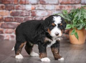 tri-colored male mini bernedoodle near Chicago Illinois