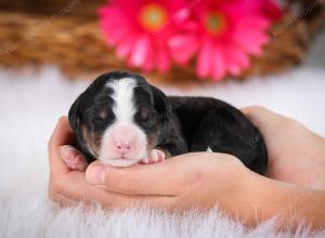 tri-colored male mini bernedoodle near Chicago Illinois