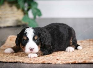 tri-colored male mini bernedoodle near Chicago Illinois