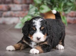 tri-colored male mini bernedoodle near Chicago Illinois