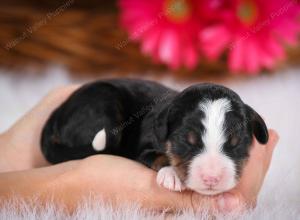 tri-colored male mini bernedoodle near Chicago Illinois