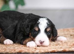 tri-colored male mini bernedoodle near Chicago Illinois