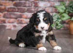 tri-colored male mini bernedoodle near Chicago Illinois