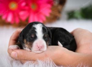 tri-colored male mini bernedoodle near Chicago Illinois