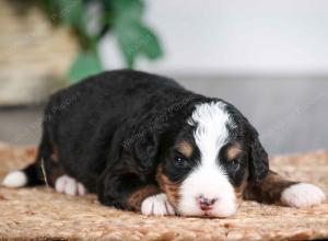 tri-colored male mini bernedoodle near Chicago Illinois