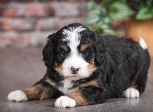 tri-colored male mini bernedoodle near Chicago Illinois