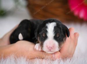 tri-colored male mini bernedoodle near Chicago Illinois